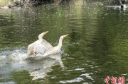 占卜免费吉林：罕见白鸬鹚连续两年“故地重游”